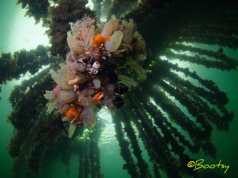 underwater-photography_Holland