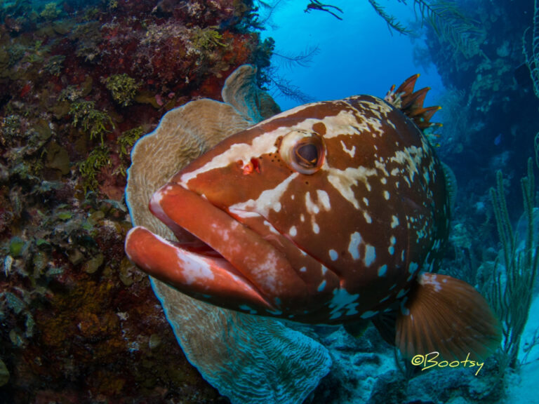 Belize_underwaterphotography