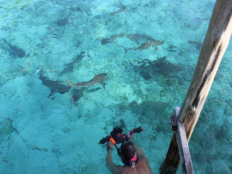 Bootsy_Raja_Ampat_oceanphotography_sharks