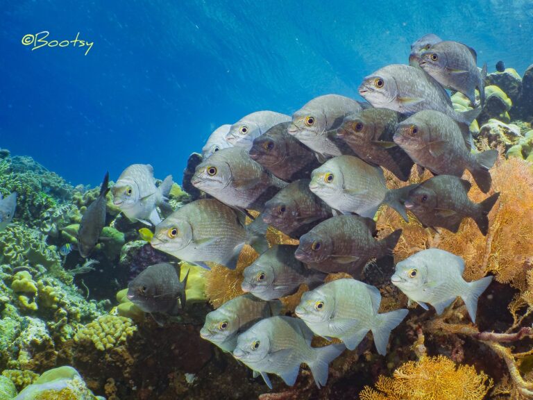 Cape Kri Sorido bay resort